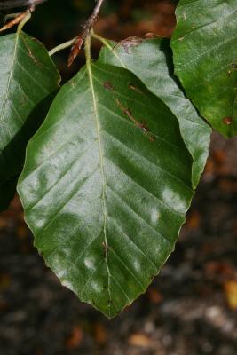 Fagus sylvatica (European Beech), leaf, upper surface