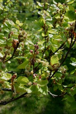 Fagus sylvatica (European Beech), leaf, spring