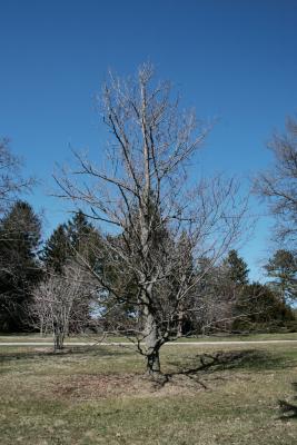 Fagus sylvatica (European Beech), habit, spring