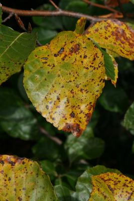 Fagus sylvatica (European Beech), leaf, fall