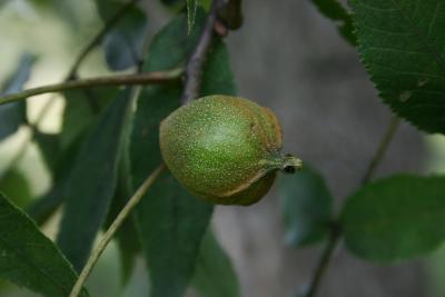 Carya cordiformis (Bitternut Hickory) , fruit, immature
