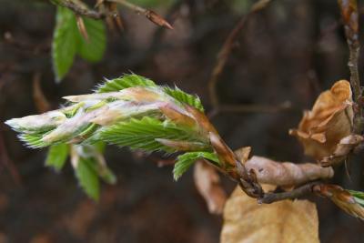 Fagus sylvatica (European Beech), leaf, new