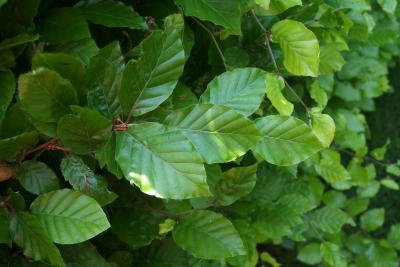 Fagus sylvatica (European Beech), leaf, summer