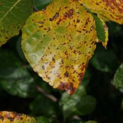 Fagus sylvatica (European Beech), leaf, fall