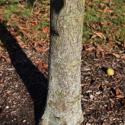 Carya laciniosa (Shellbark Hickory), bark, trunk