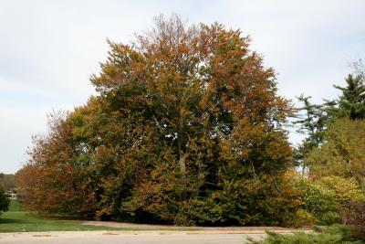 Fagus sylvatica (European Beech), habit, fall