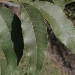 Carya illinoinensis (Pecan), leaf, upper surface