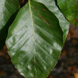 Fagus sylvatica (European Beech), leaf, upper surface