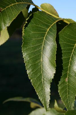 Carya illinoinensis (Pecan), leaf, upper surface, leaflet