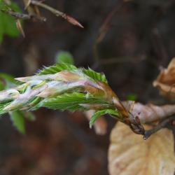 Fagus sylvatica (European Beech), leaf, new