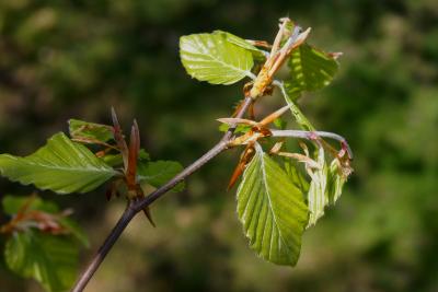 Fagus sylvatica (European Beech), leaf, spring