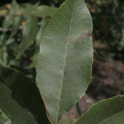 Carya illinoinensis (Pecan), leaf, upper surface