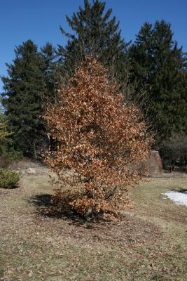 Fagus sylvatica (European Beech), habit, winter