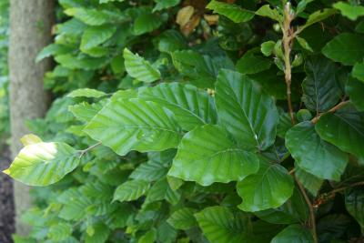 Fagus sylvatica (European Beech), leaf, summer