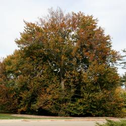 Fagus sylvatica (European Beech), habit, fall