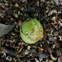 Carya ovata (Shagbark Hickory), fruit, mature