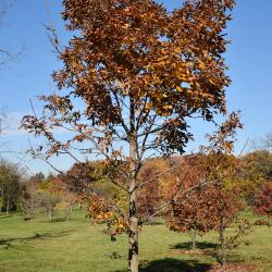 Carya laciniosa (Shellbark Hickory), habit, fall