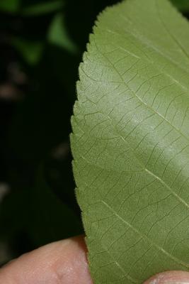 Carya ovata (Shagbark Hickory), leaf, lower surface