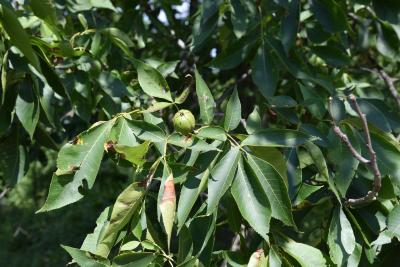 Carya ovata (Shagbark Hickory), fruit, immature