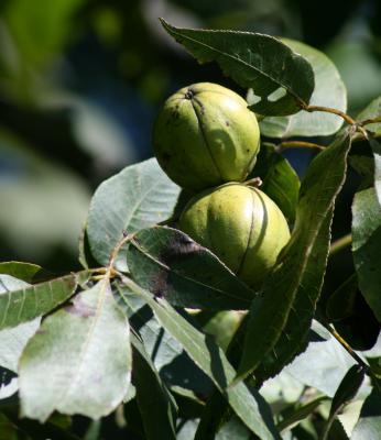 Carya ovata (Shagbark Hickory), fruit, mature