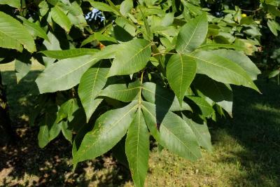 Carya ovata (Shagbark Hickory), leaf, summer