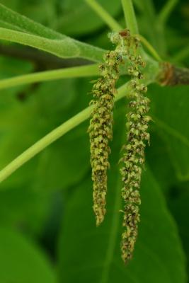 Carya ovata (Shagbark Hickory), inflorescence, staminate