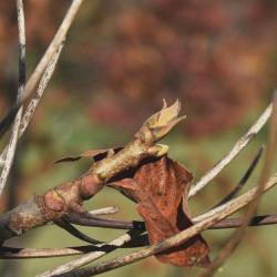 Carya laciniosa (Shellbark Hickory), bud, terminal
