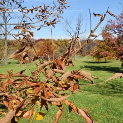 Carya laciniosa (Shellbark Hickory), leaf, fall