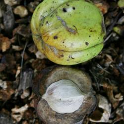 Carya ovata (Shagbark Hickory), fruit, mature, seed