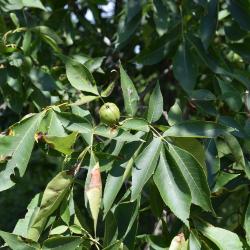 Carya ovata (Shagbark Hickory), fruit, immature