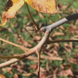 Carya laciniosa (Shellbark Hickory), bark, twig