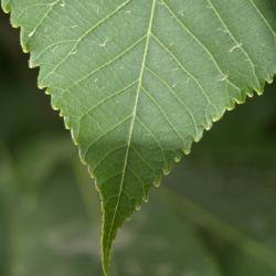 Carya ovata (Shagbark Hickory), leaf, margin