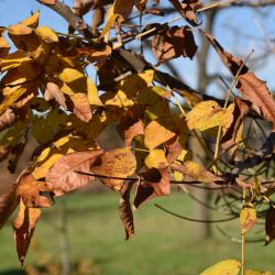 Carya laciniosa (Shellbark Hickory), leaf, fall