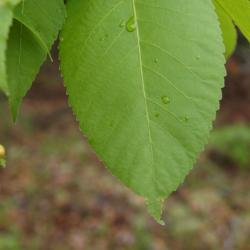 Carya ovata (Shagbark Hickory), leaf, margin