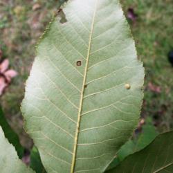 Carya ovata (Shagbark Hickory), leaf, lower surface