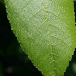 Carya ovata (Shagbark Hickory), leaf, margin, upper surface