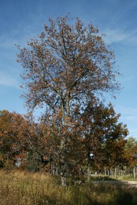 Carya ovata (Shagbark Hickory), habit, fall