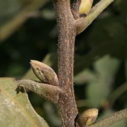 Carya ovata (Shagbark Hickory), bud, lateral