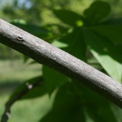 Carya ovata (Shagbark Hickory), bark, branch