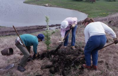 Three Arboretum employees with shovels adding soil to newly planted tree near Crabapple Lake