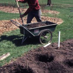 Bill Bergmann at wheelbarrow with shovel near planting holes, preparing rose beds