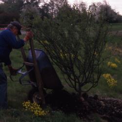 John Swisher adding mulch to base of tree from wheelbarrow