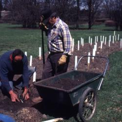 Bill Bergmann and John Swisher planting in rose beds