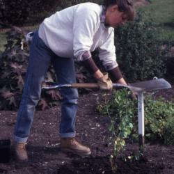 Doris Taylor pounding stake in ground for newly planted shrub in Dwarf beds