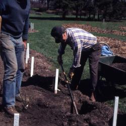 Bill Bergmann and John Swisher digging planting holes for rose beds