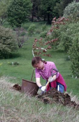 Rita Hassert digging hole for potted young tree on hill