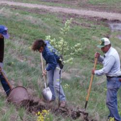 Dr. Marion Hall with two employees adding soil to newly planted young tree near Crabapple Lake