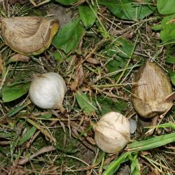 Carya ovata (Shagbark Hickory), seed
