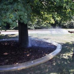 Grounds worker watering mature tree in summer