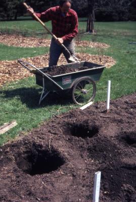 Bill Bergmann at wheelbarrow with shovel near planting holes, preparing rose beds